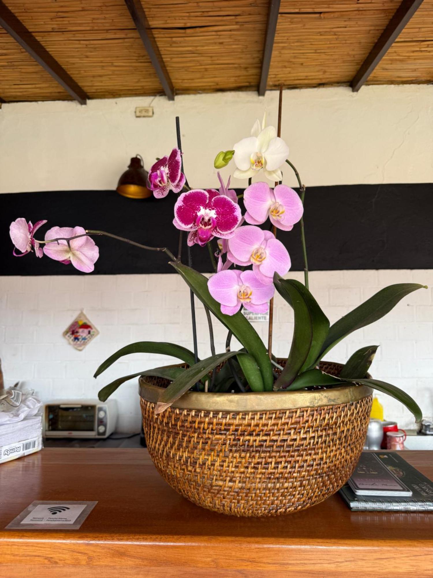 Hotel Pancha Mama Boutique *